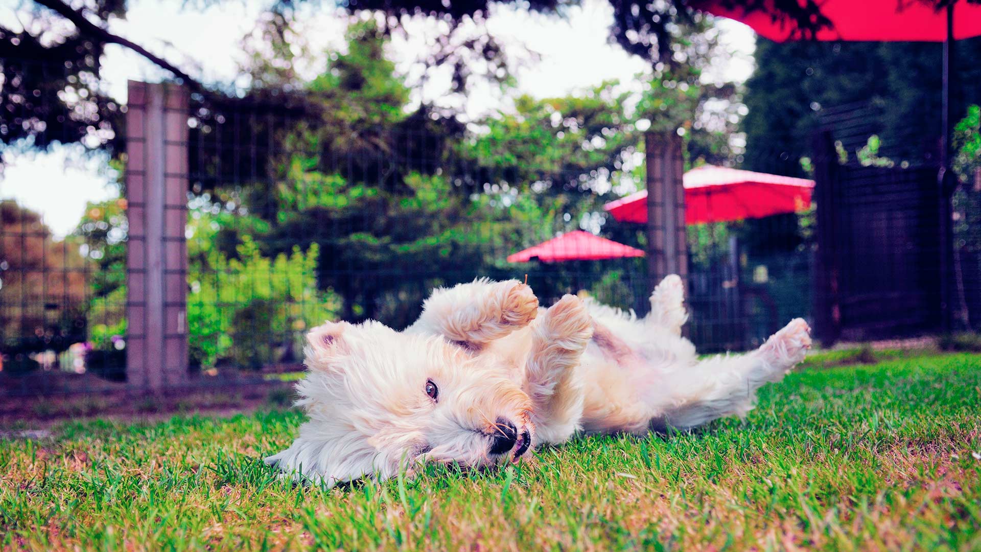 Hotel canino Pinar del Rey