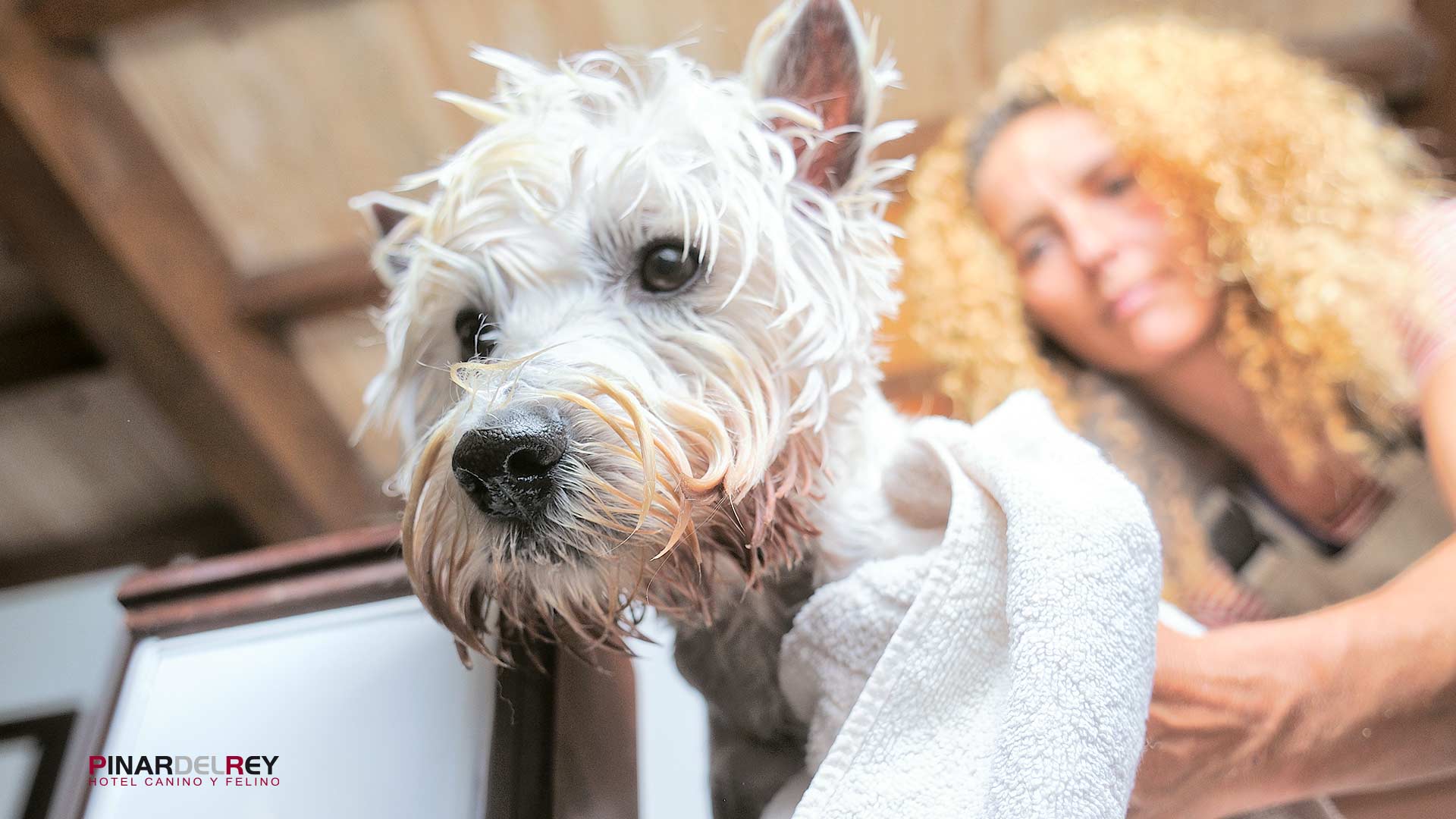 Baños para perros - Hotel canino Pinar del Rey